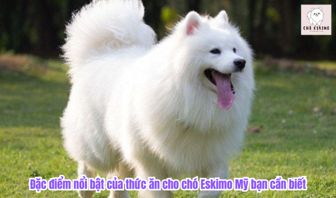 Đặc điểm nổi bật của thức ăn cho chó Eskimo Mỹ bạn cần biết