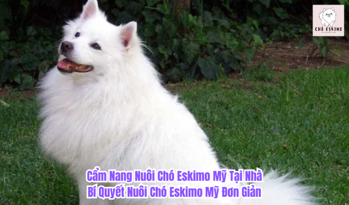 Cẩm Nang Nuôi Chó Eskimo Mỹ Tại Nhà: Bí Quyết Nuôi Chó Eskimo Mỹ Đơn Giản