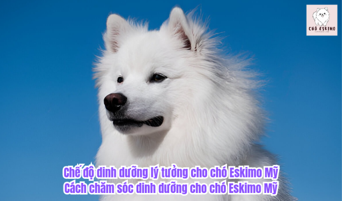 Chế độ dinh dưỡng lý tưởng cho chó Eskimo Mỹ: Cách chăm sóc dinh dưỡng cho chó Eskimo Mỹ