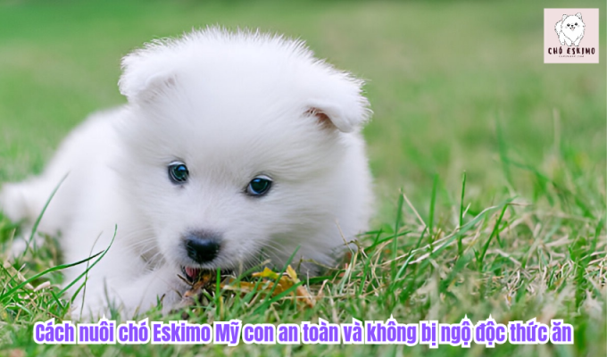 Cách nuôi chó Eskimo Mỹ con an toàn và không bị ngộ độc thức ăn