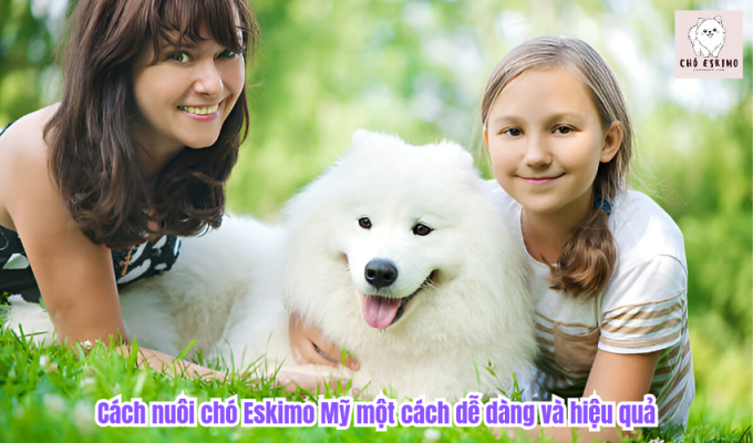 Cách nuôi chó Eskimo Mỹ một cách dễ dàng và hiệu quả