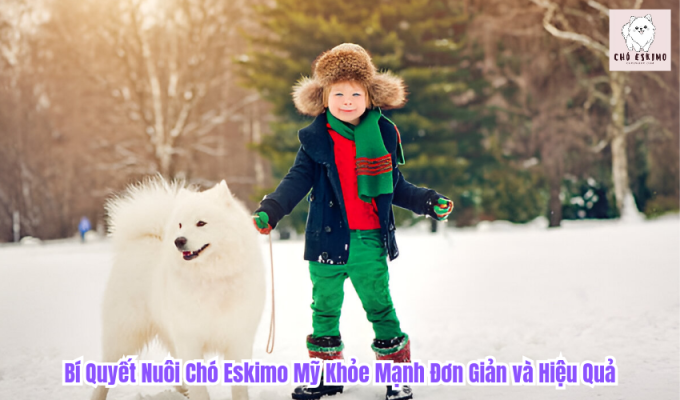 Bí Quyết Nuôi Chó Eskimo Mỹ Khỏe Mạnh Đơn Giản và Hiệu Quả