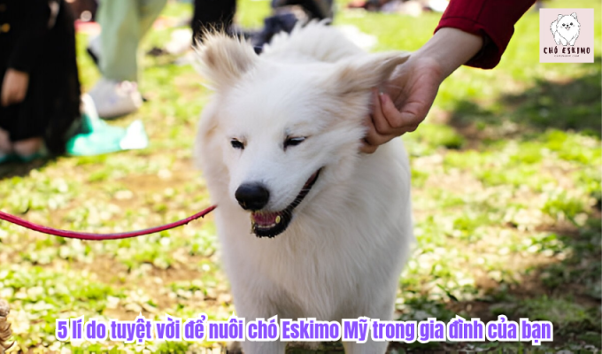 5 lí do tuyệt vời để nuôi chó Eskimo Mỹ trong gia đình của bạn