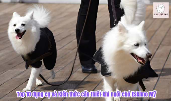 Top 10 dụng cụ và kiến thức cần thiết khi nuôi chó Eskimo Mỹ