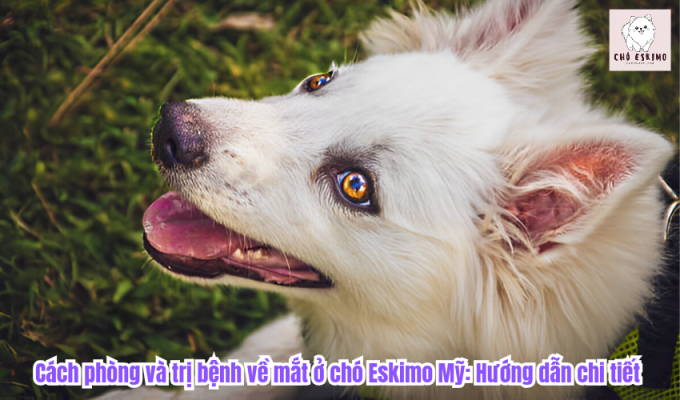 Cách phòng và trị bệnh về mắt ở chó Eskimo Mỹ: Hướng dẫn chi tiết