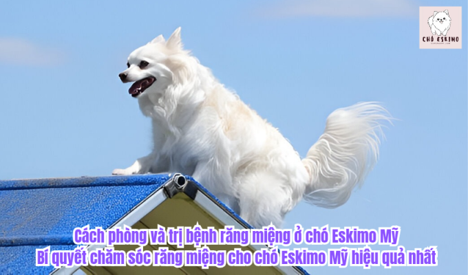 Cách phòng và trị bệnh răng miệng ở chó Eskimo Mỹ: Bí quyết chăm sóc răng miệng cho chó Eskimo Mỹ hiệu quả nhất