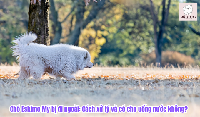 Chó Eskimo Mỹ bị đi ngoài: Cách xử lý và có cho uống nước không?