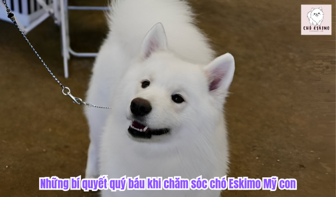 Những bí quyết quý báu khi chăm sóc chó Eskimo Mỹ con