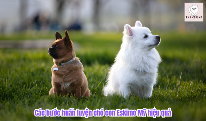 Các bước huấn luyện chó con Eskimo Mỹ hiệu quả