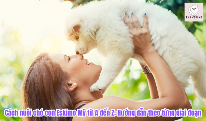 Cách nuôi chó con Eskimo Mỹ từ A đến Z: Hướng dẫn theo từng giai đoạn