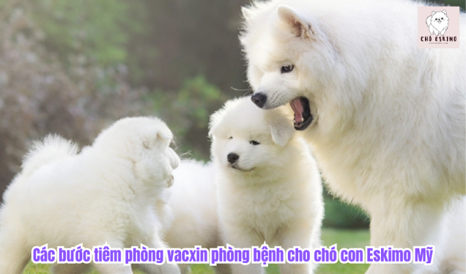 Các bước tiêm phòng vacxin phòng bệnh cho chó con Eskimo Mỹ