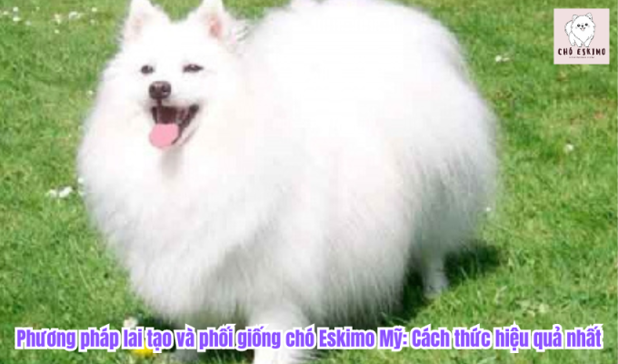 Phương pháp lai tạo và phối giống chó Eskimo Mỹ: Cách thức hiệu quả nhất