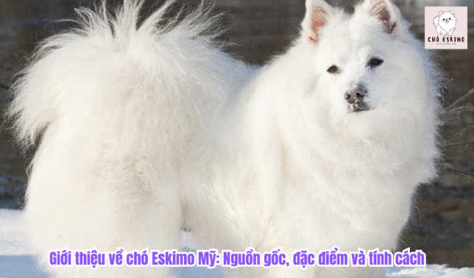 Giới thiệu về chó Eskimo Mỹ: Nguồn gốc, đặc điểm và tính cách